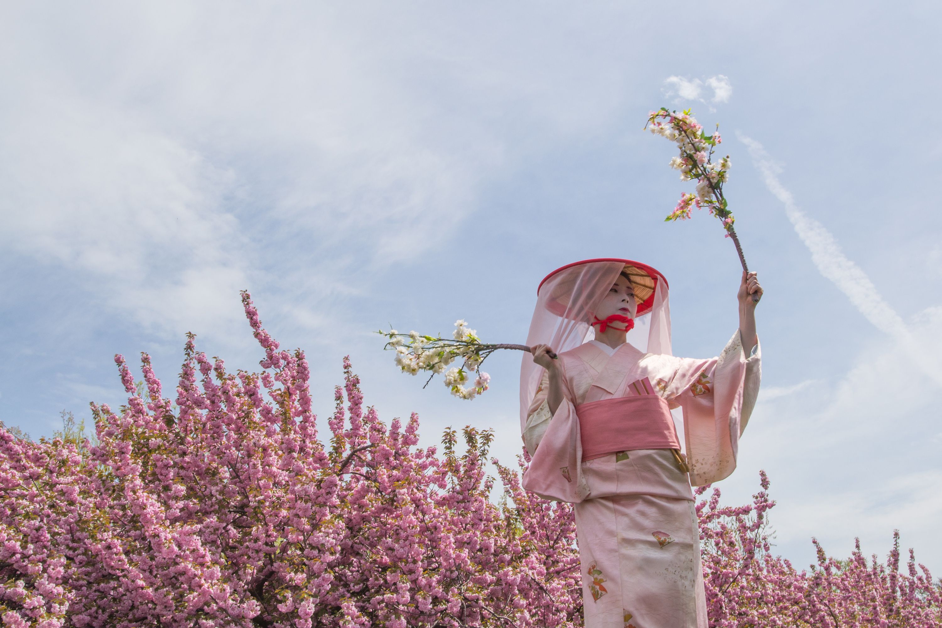 sakura matsuri